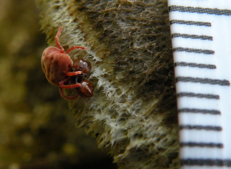 Allothrombium sp. che mangia operaia maggiore di Pheidole